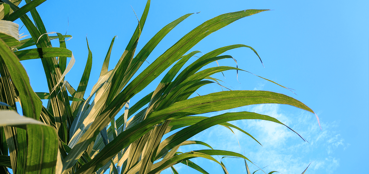 Top Three Sugarcane Pests of Economic Importance