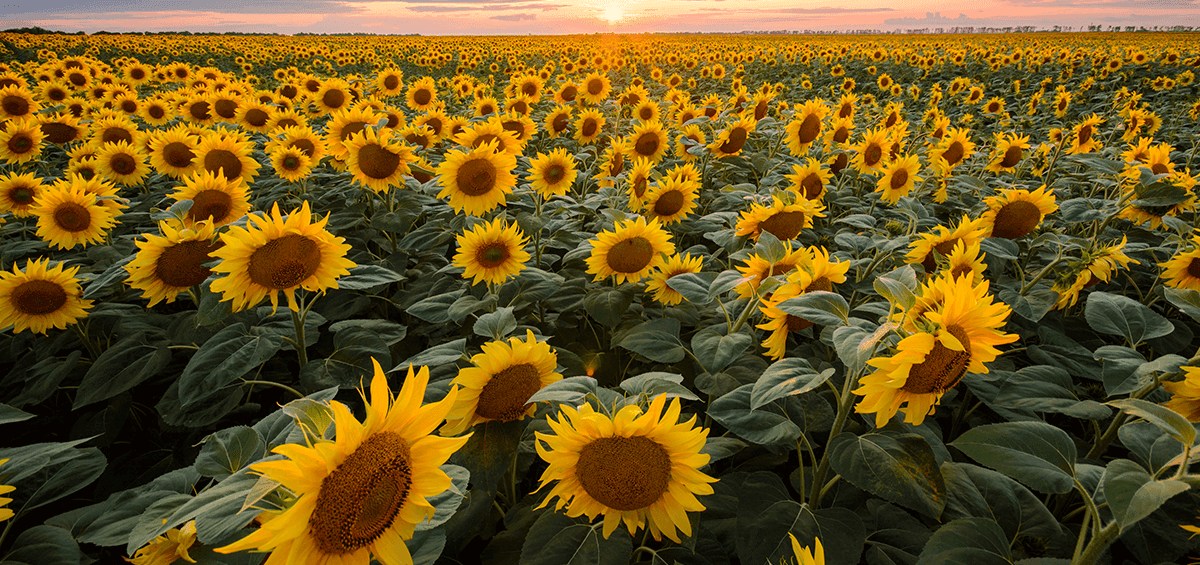 Sustainable Agriculture by 2030 – Impact on People