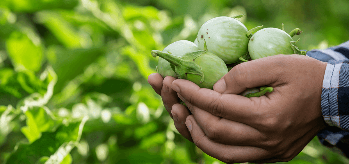 Sustainable Agriculture by 2030 – Impact on Food Security