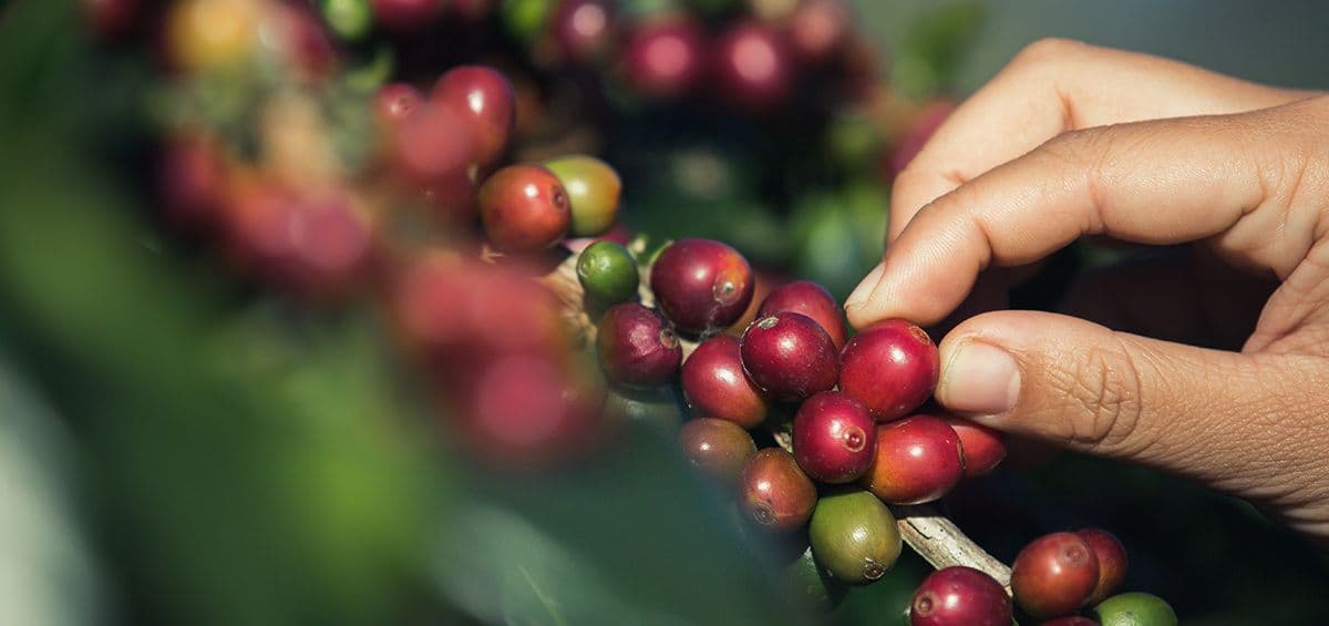 Sustainable Coffee Farming Across the World