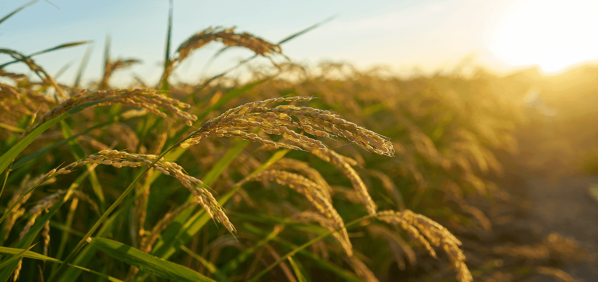 Sustainable Farm Practices for Rice Farming
