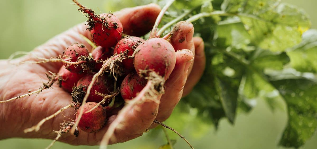 Essential Facts to Consider When Using Transplants in Vegetable Production