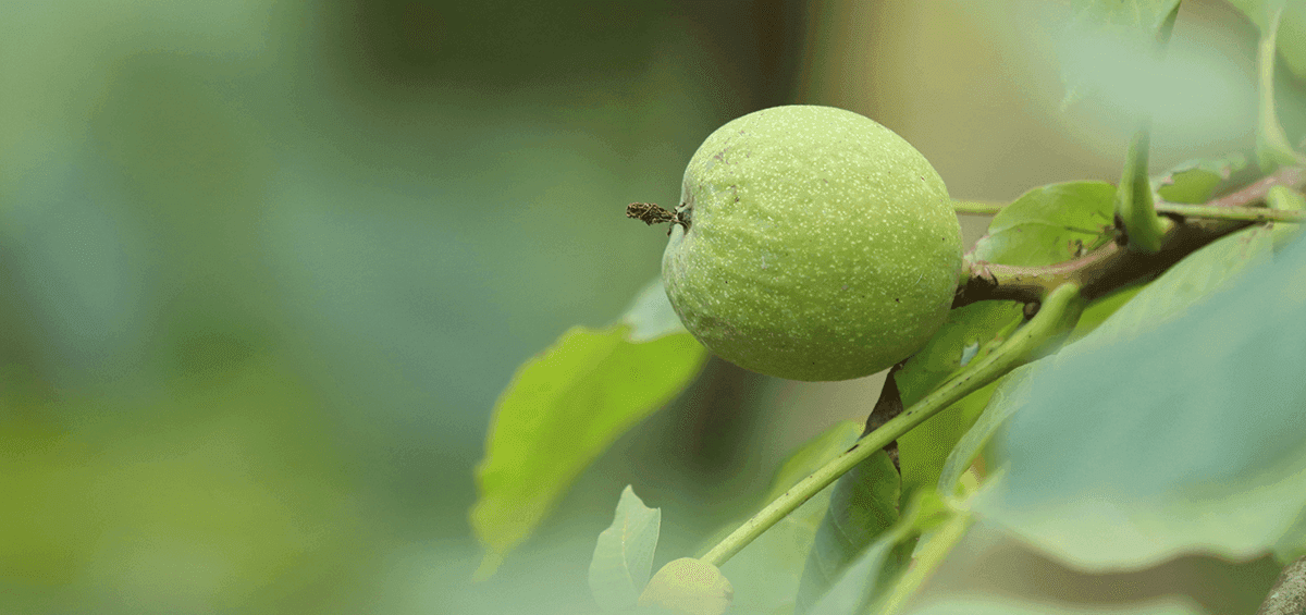 Growing Walnut Trees for Profit