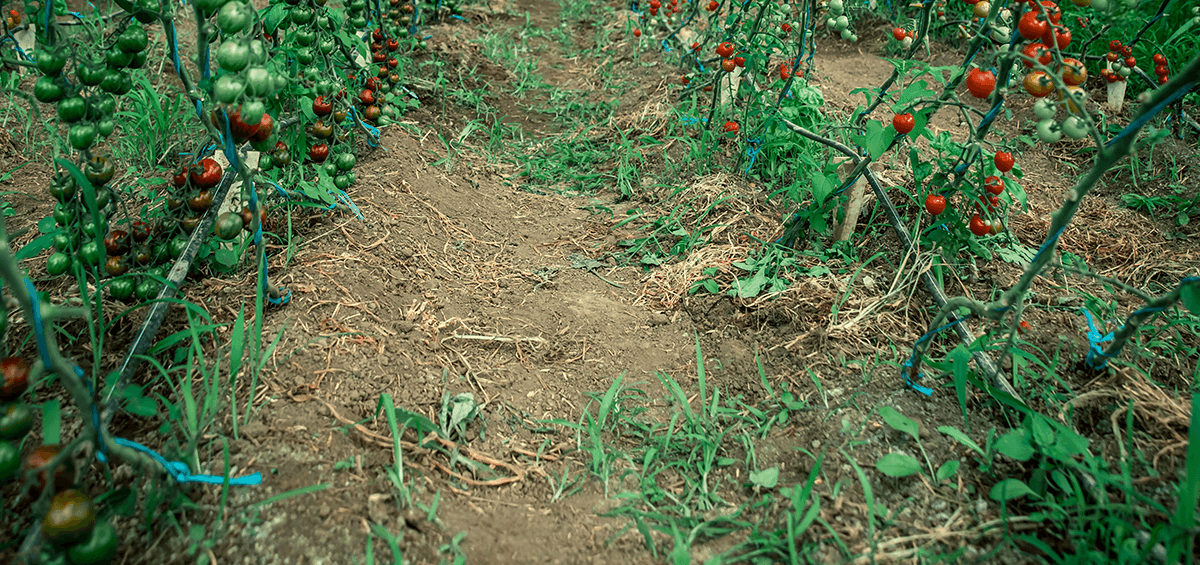 Weeds as Soil Indicators