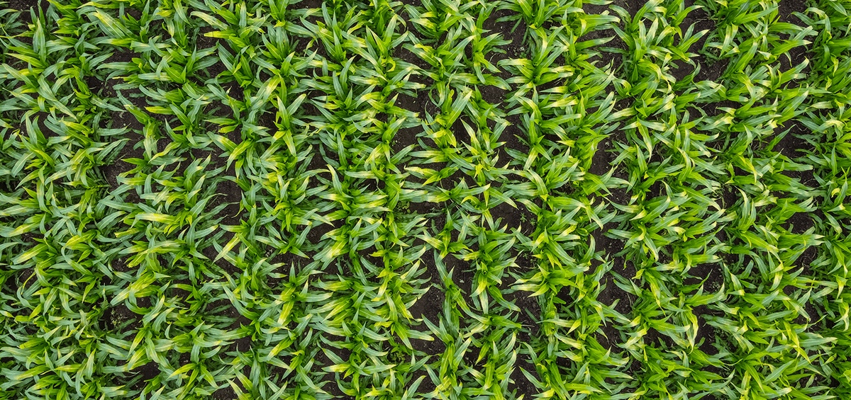 Why Grow Corn?