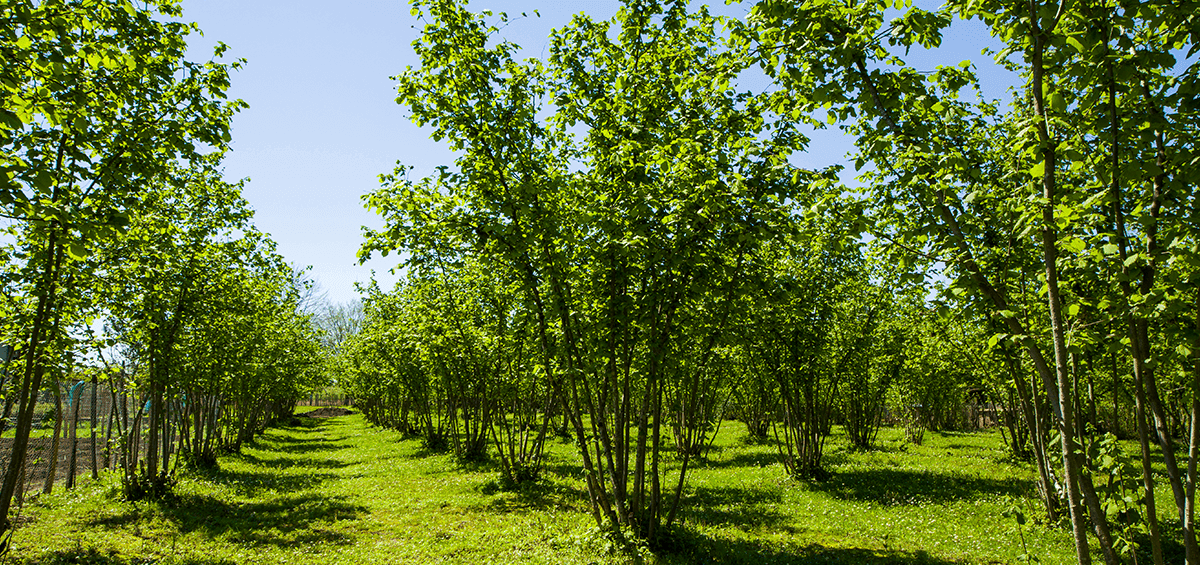 Wind–Born Disease Destroys Hazelnut Orchards