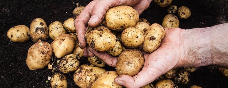 Can Food Appearance Affect Farmer’s Profitability?