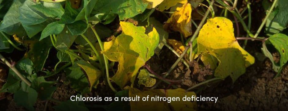 Chlorosis