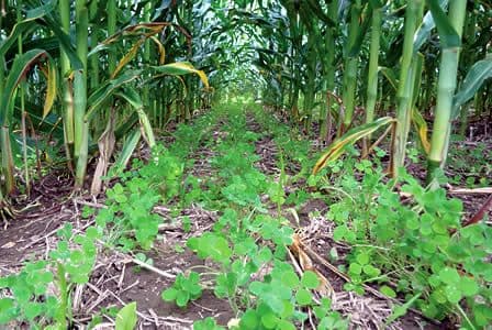 Clover as a cover crop in corn field