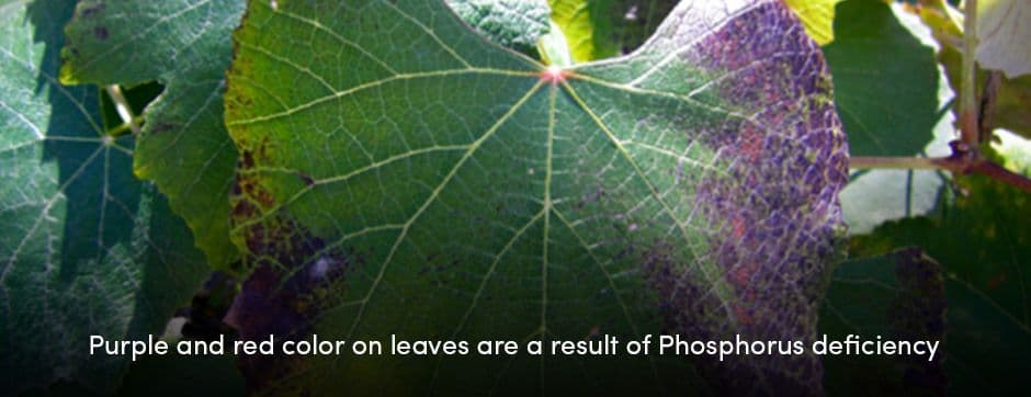 Color on Leaves