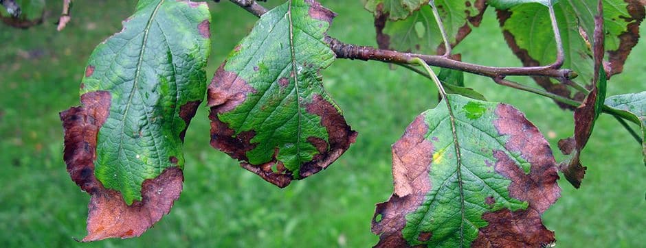 Crop Diseases: The Nightmare of Every Farmer