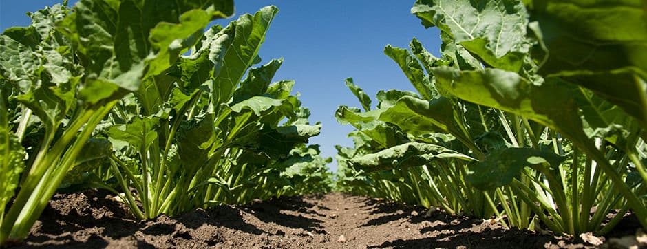 Disc Harrows: Powerful Farm Equipment for Soil Preparation