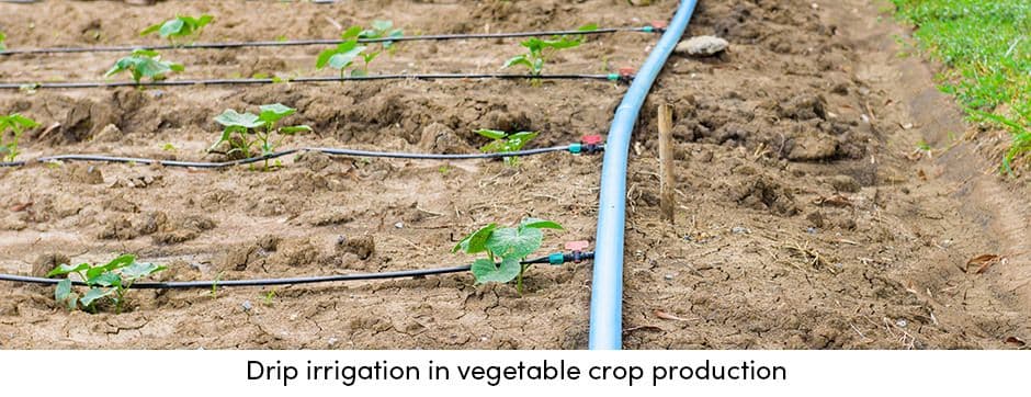 Drip Irrigation