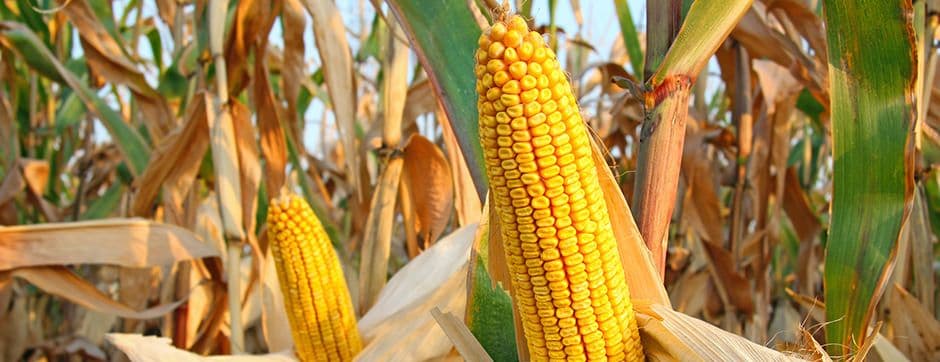 Drying as a Key Process in Post-Harvest Technology