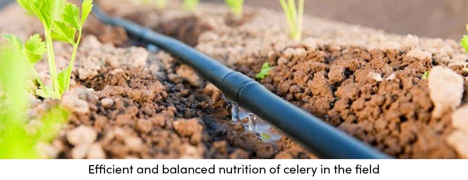 Efficient and Balanced Nutrition