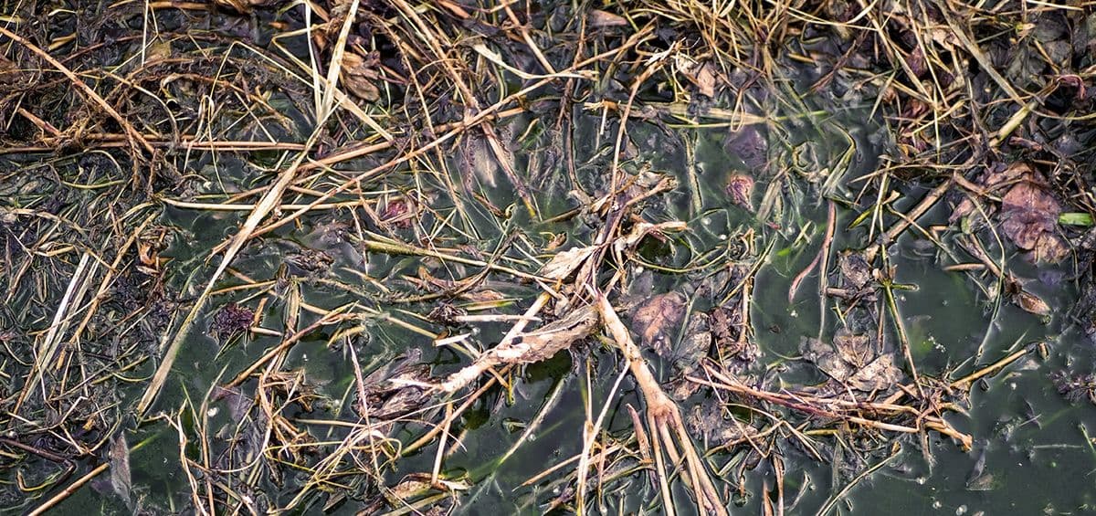 Environmental Pollution: Everything You Need to Know