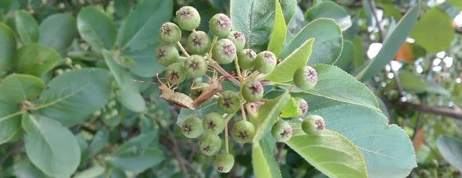 Farm Revolution – Sensors for Crop Pest Detection