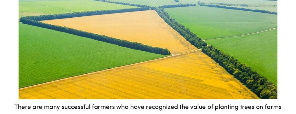 Farmers Plant Trees on the Farm