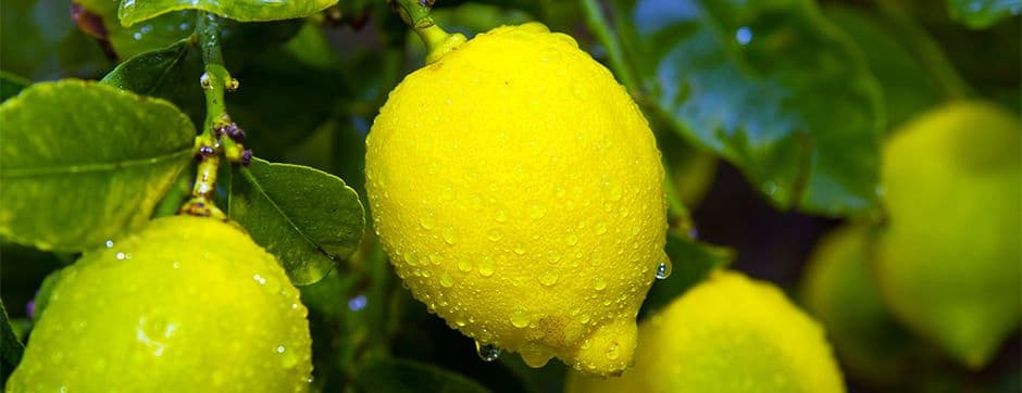 Irrigation in Agriculture: 5 Ways to Artificially Water Crops or Plants