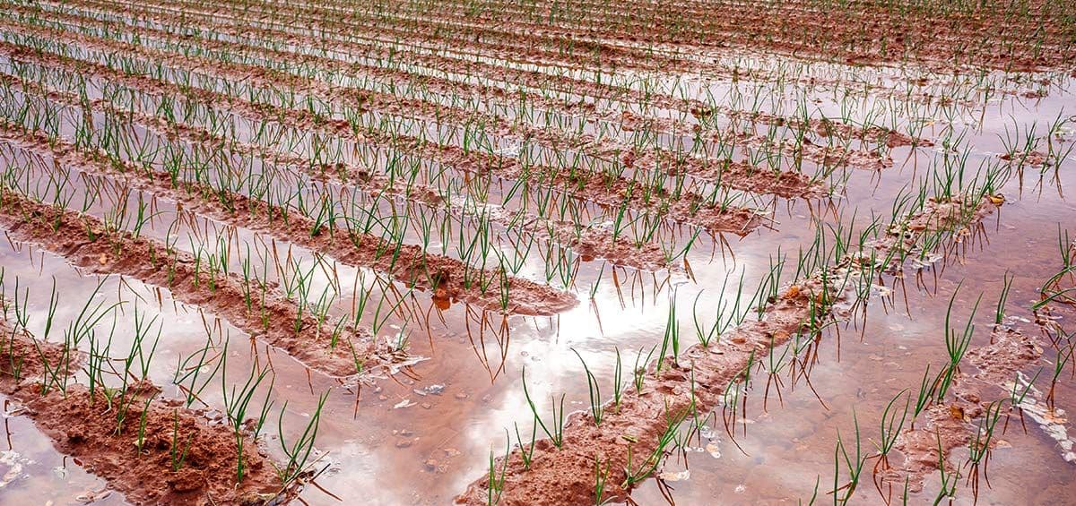 Flood Irrigation: Should I Use It?