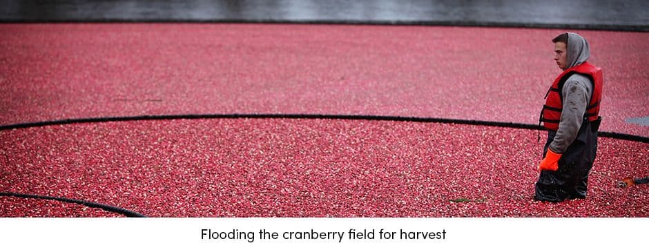 Flooding the Cranberry Field
