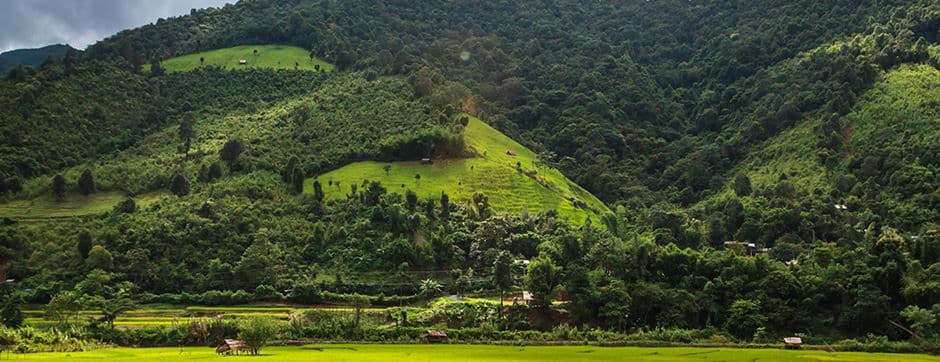 Forests—Guardians of Our Cities, Farms, and Planet