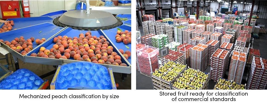 Fruit Classification by Size