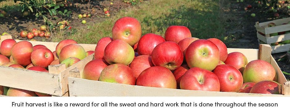 Fruit Harvest