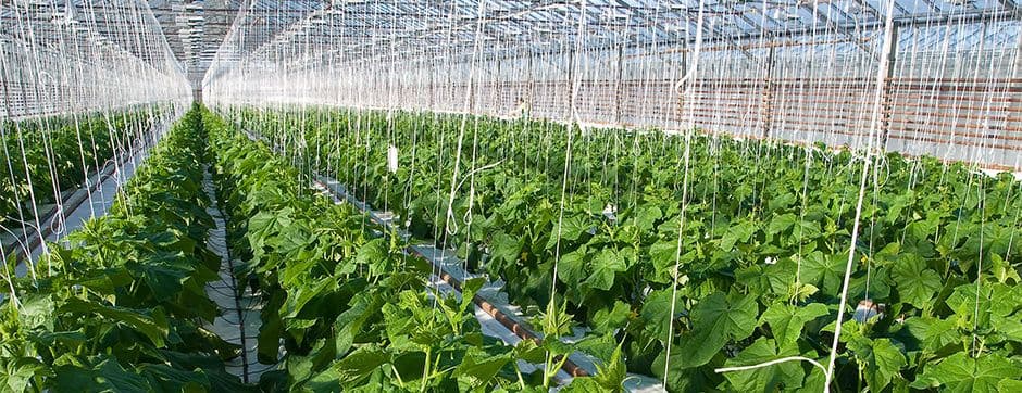 Exceed Weather Limitations With Greenhouse Farming