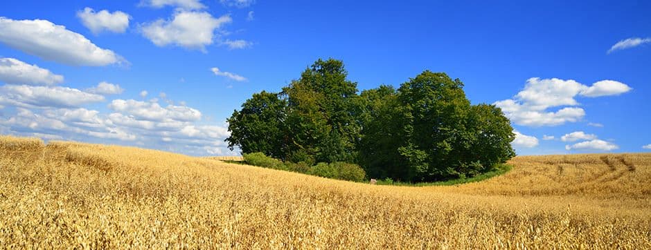 Harvest: The End of the Road in Grain Production