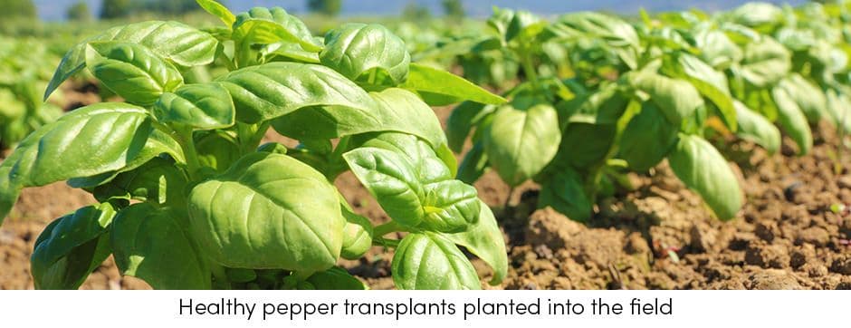 Healthy Pepper
