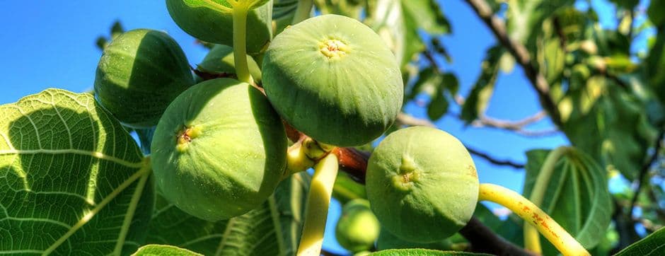 High-Tech Farm Revolution Triggered by Crop Sensing Technology