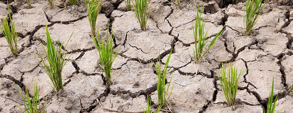 How Can Conservation Farming Reduce Climate Change?