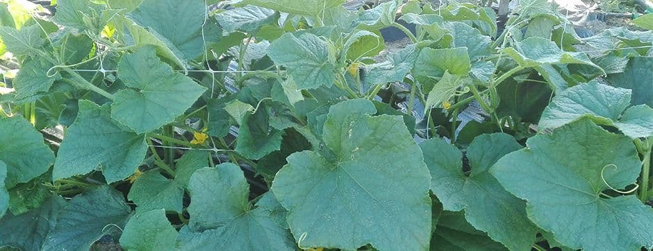 How Can Regular Crop Maintenance Provide Stable Yields?