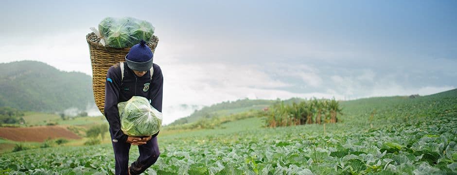 How to Choose the Right Fruit and Vegetable Package?