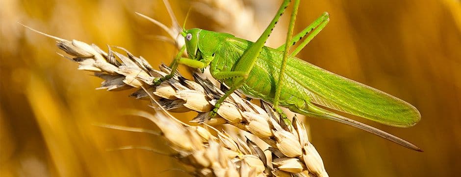 How to Deal With Insect Pests?