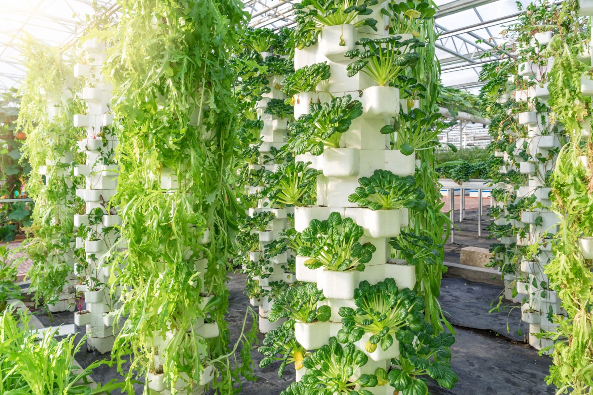 Hydroponic Farming: A Turning Point in Growing Crops