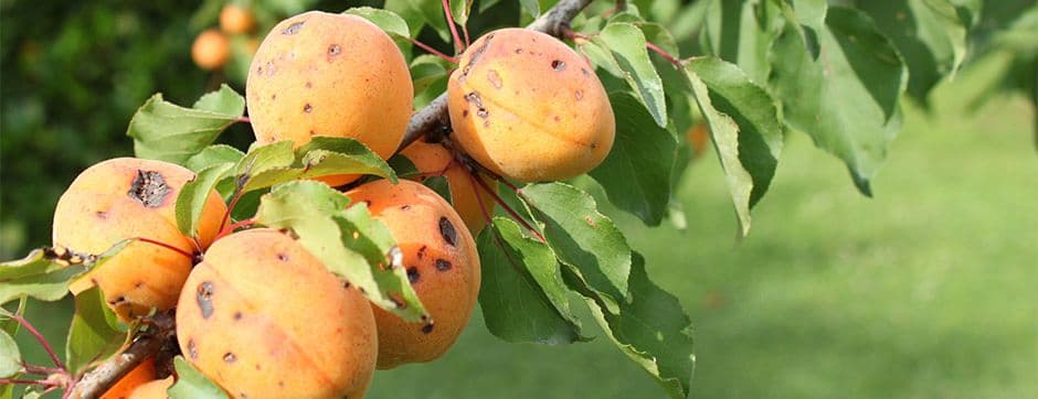 Importance of Weather Monitoring in Farm Production