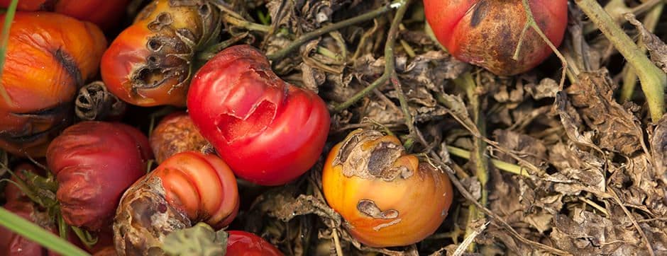 Increase Farm Production Output by Reducing Yield Loss