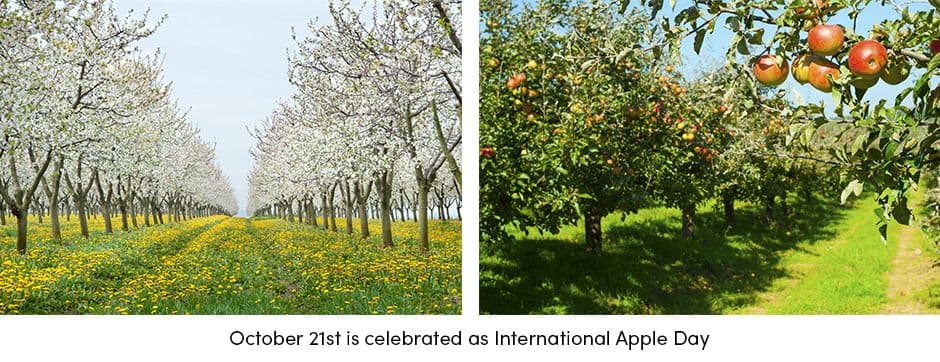 International Apple Day