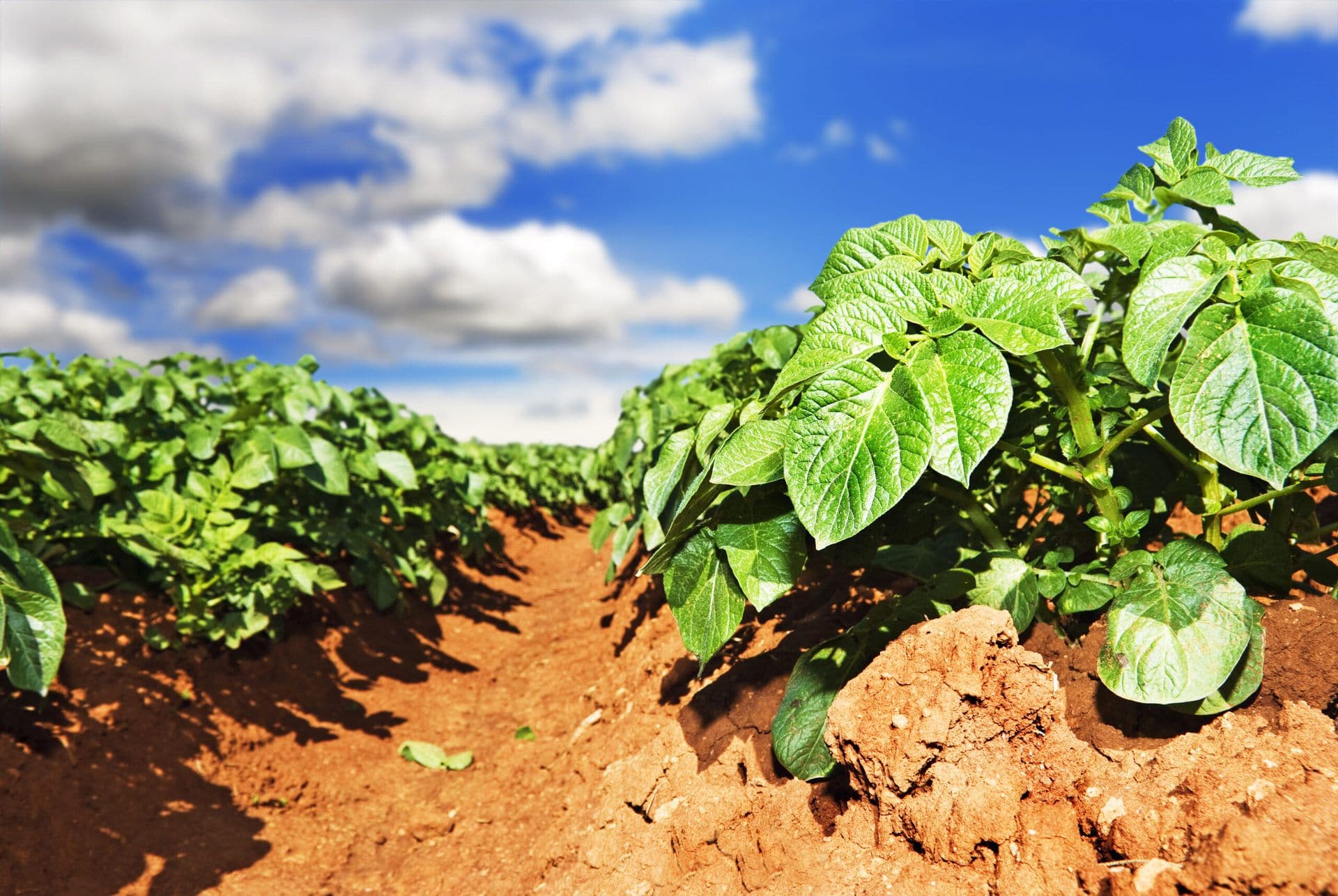 Life-Saving Farm Machinery for Weed Removal: Soil Cultivators