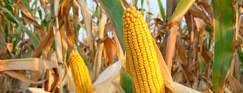 Low-Cost Storage Methods as an Alternative for Smallholder Farmers