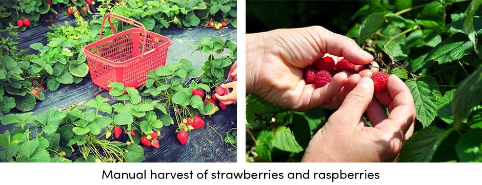 Manual Harvest