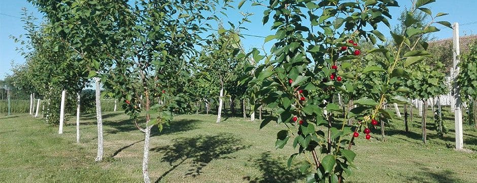 Mowing Machinery: A Clear Path to a Well-maintained Orchard