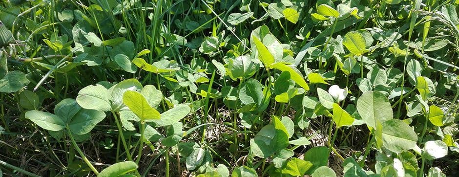 Mowing as a Simple Maintenance Practice