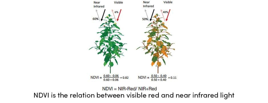 NDVI Relation