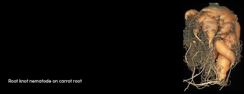 Nematode Carrot