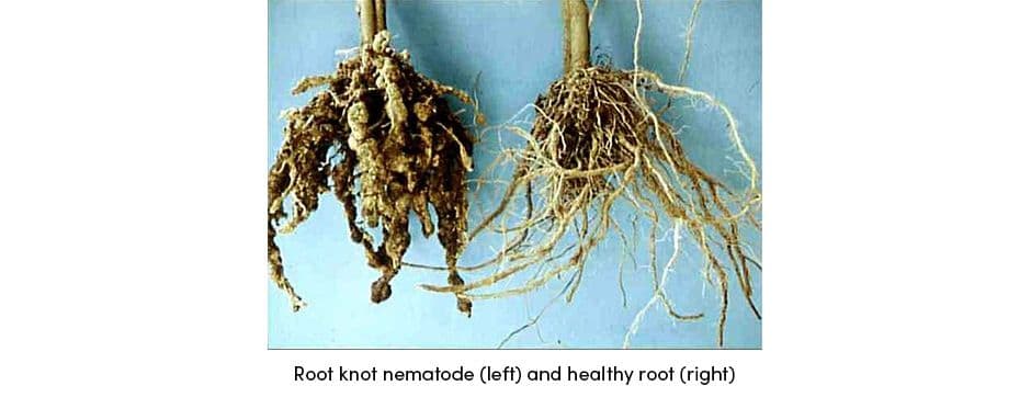 Nematode Root