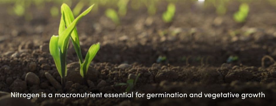 Nitrogen Macronutrient