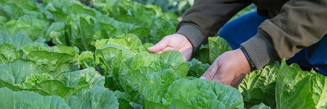 Organic Farming Nature